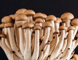 mushrooms-389421_1280.jpg